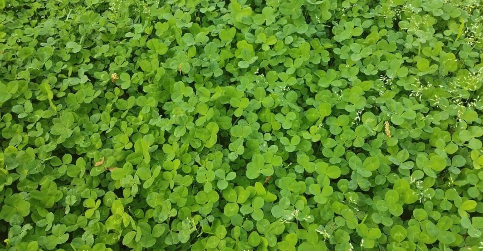 How To Effortlessly Grow Micro Clover Lawn Beginner Guide Geartrench