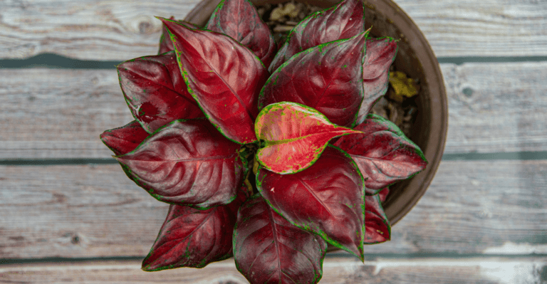 Aglaonema: How to Grow and Care (Popular Varieties)