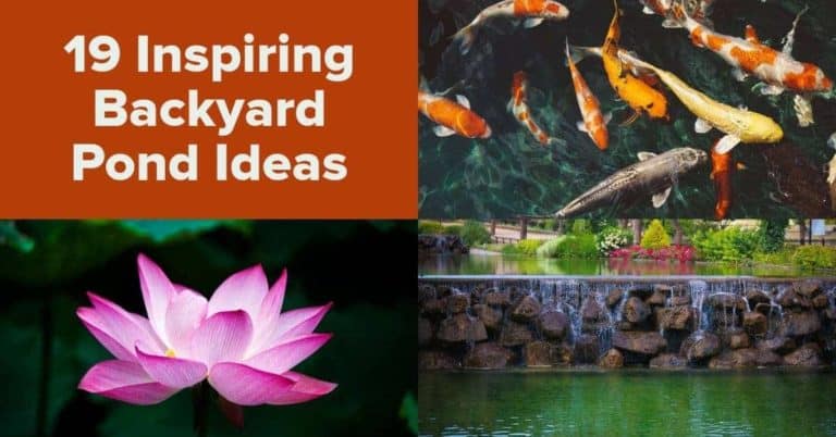19 Inspiring Backyard Pond Ideas For A Small Budget