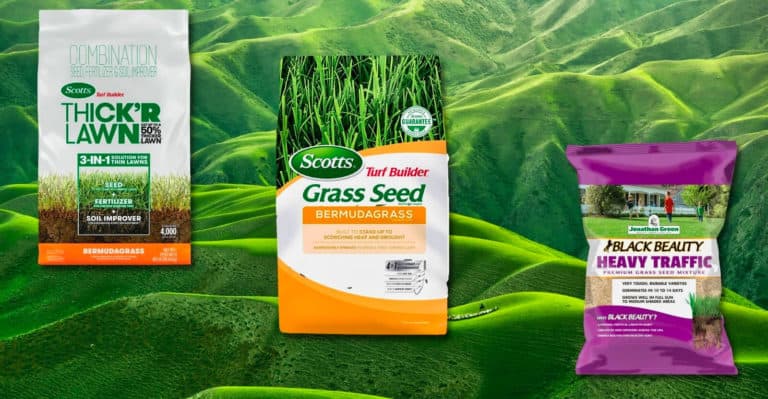 Best Bermuda Grass Seed: What Everyone Must Know About It