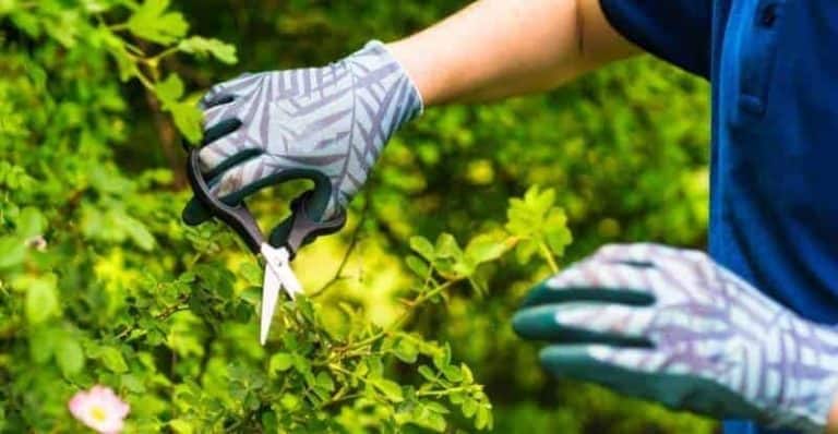 5 Best Bud Trimming Scissors: For Precise Pruning of Your Garden Plants