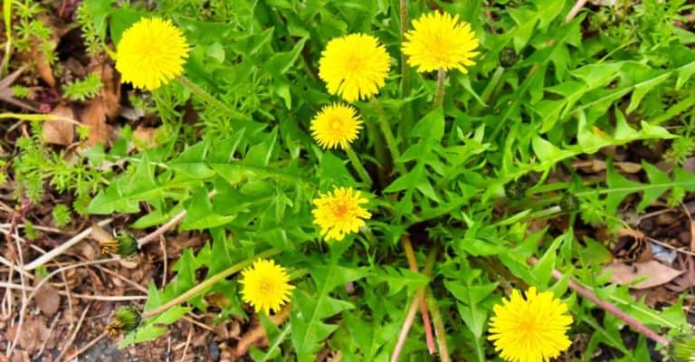 What are the Best Dandelion Killers for Lawn in 2022 (that works)?