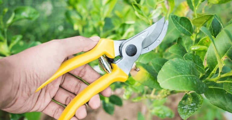 5 Best Pruning Shears For an Impressive Garden in 2022 [Reviewed & Rated]