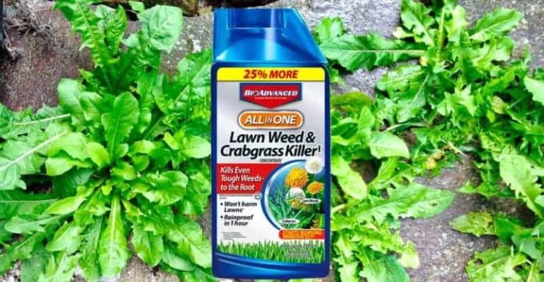 5 Best Weed Killer for Lawns in 2022: Safe and Effective in Any Yard