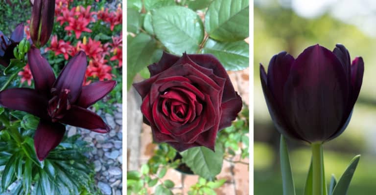 37 Gorgeous Black Flowers and Plants with Pictures