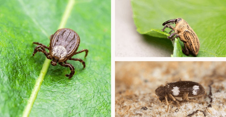 15 Bugs that Look Like Ticks (Picture & Identification)