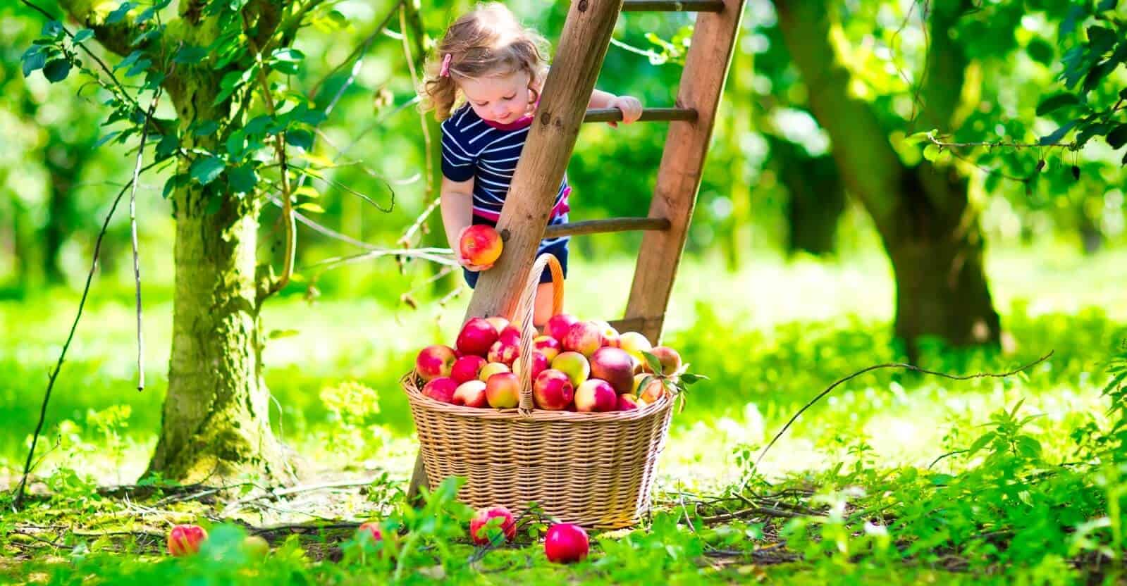 child harvesting fruit