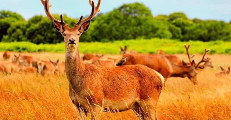 Deer Repellent: Plants That Deer Hate To Eat