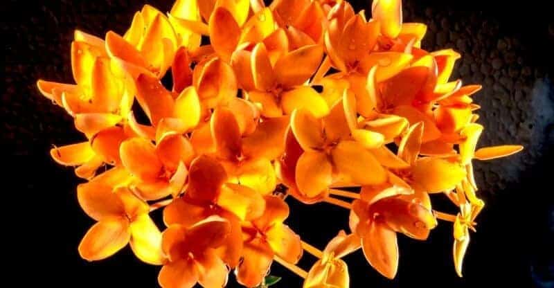 dendrobium orchid care