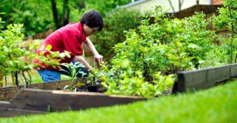 Top 10 Ways to Save Time and Money in Gardening (Easy Ways)