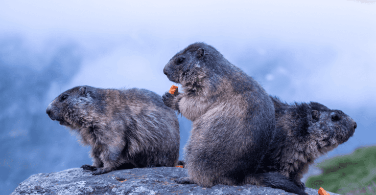 Groundhog Repellent: 19 Ways to Get Rid of them Permanently