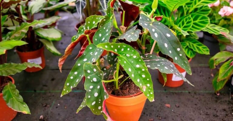 Growing Begonia Maculata: Easy Guide on How to Plant and Care
