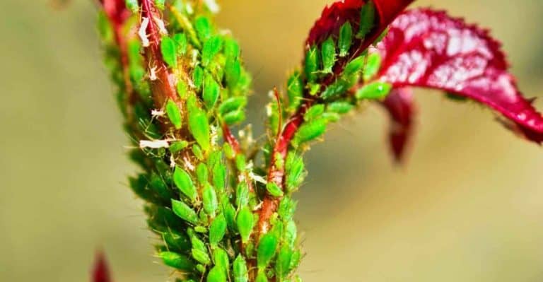 How to Get Rid of Aphids: What Every Gardener Should Know