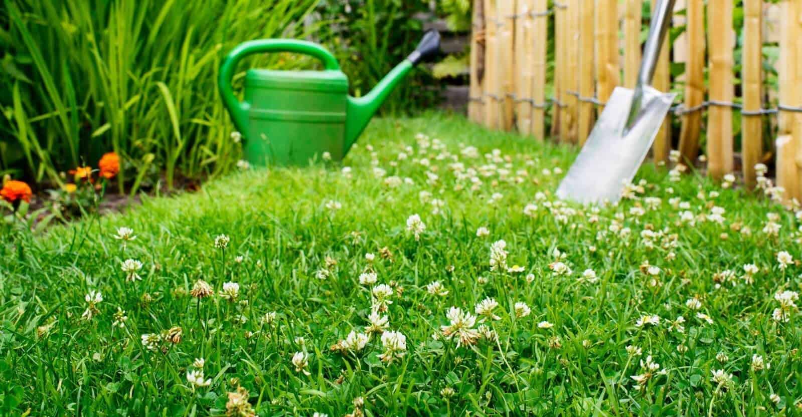 how to get rid of clover from yard