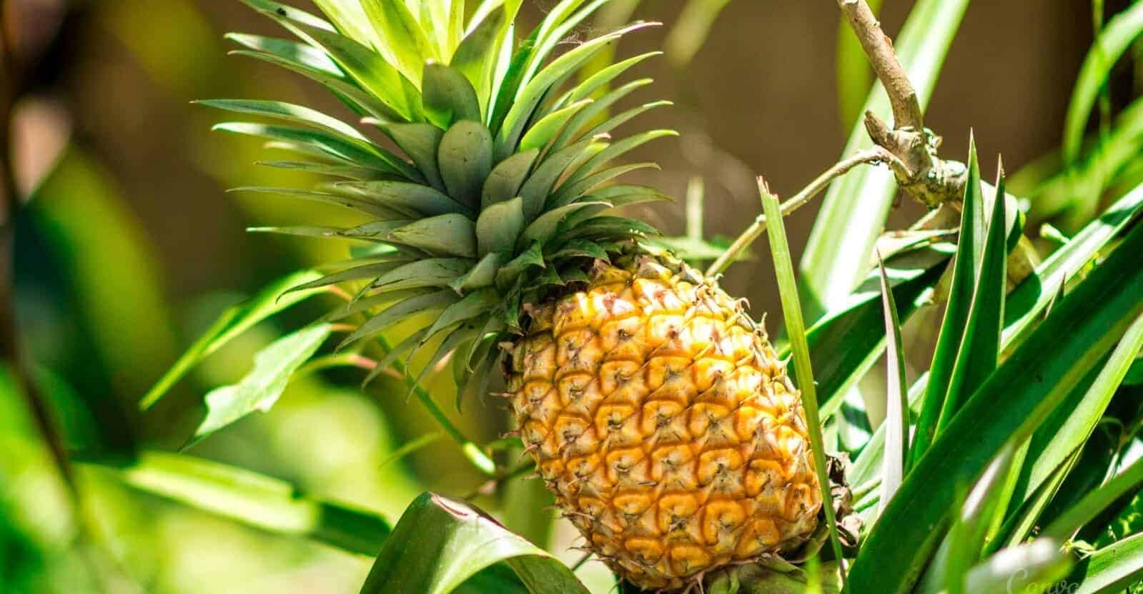 how to grow and care pineapple plant
