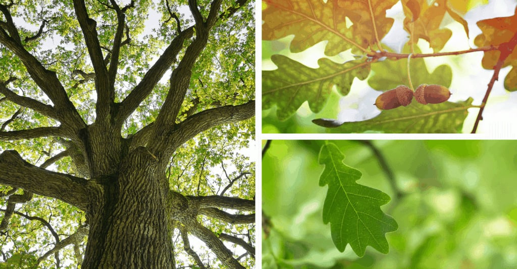 how to identify oak tree