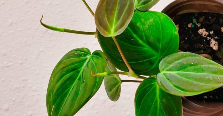 Growing and Caring Philodendron Micans (Velvet Leaf Plant)