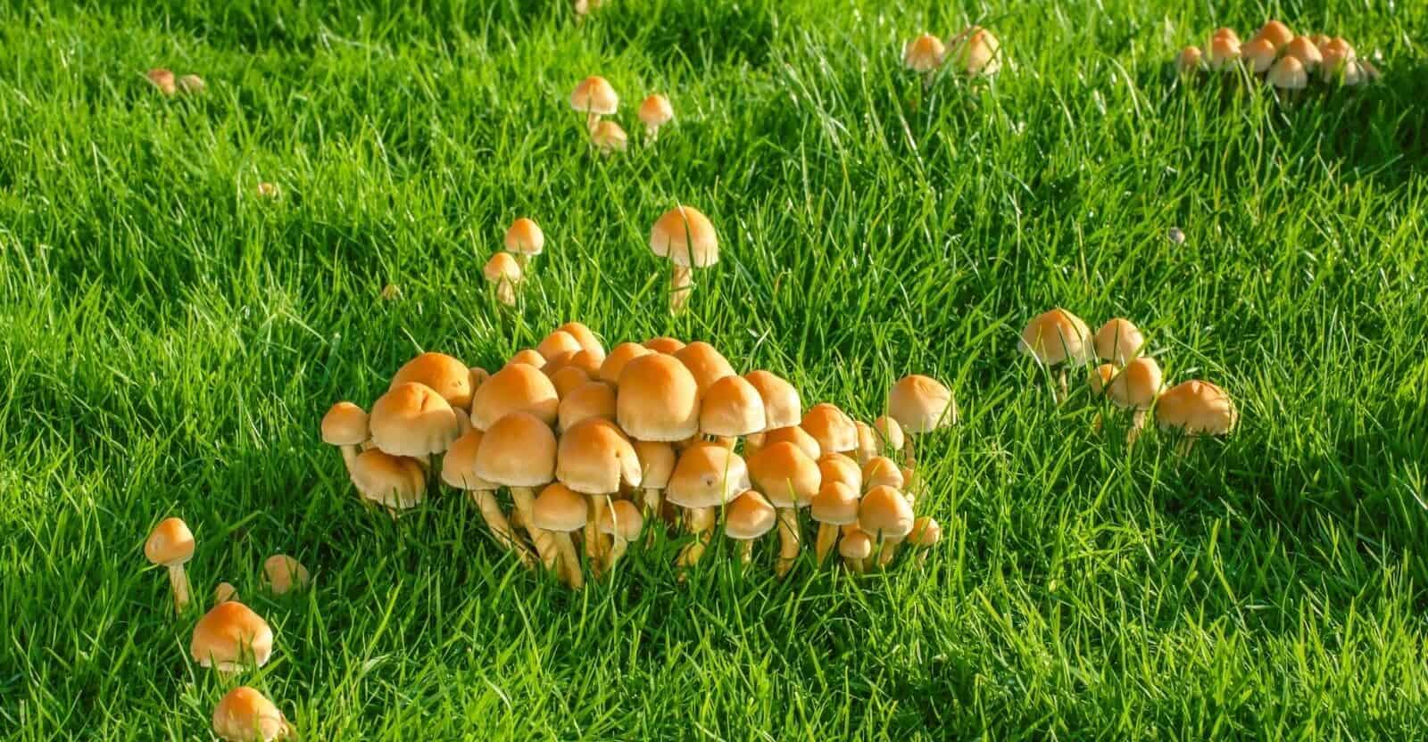how to get rid of mushrooms in yard