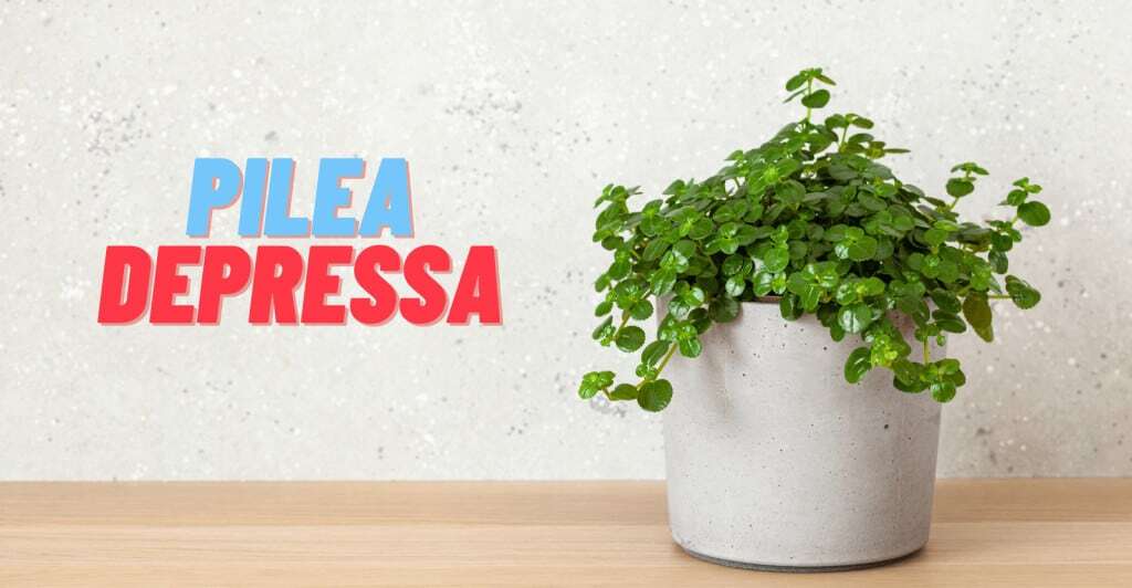 how to grow and care for pilea depressa