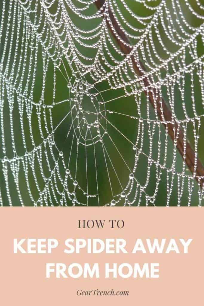 keep spiders away from home