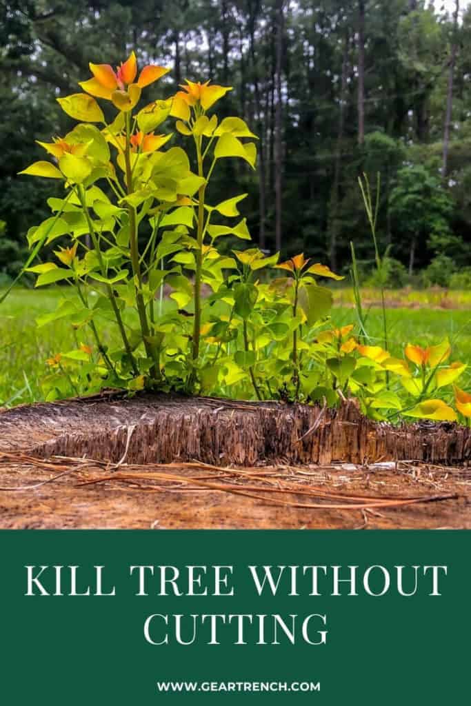 kill tree stumps permanently