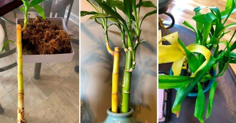 Lucky Bamboo Turning Yellow (With Simple & Easy Fix)