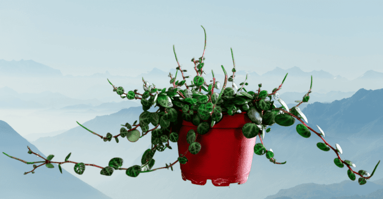 Peperomia Prostrata: How to Grow and Care (Right Ways)
