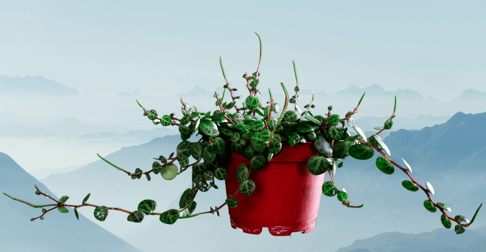 peperomia prostrata growth and care