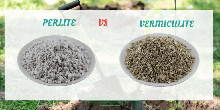 Perlite Vs Vermiculite Difference (And When to Use Them)
