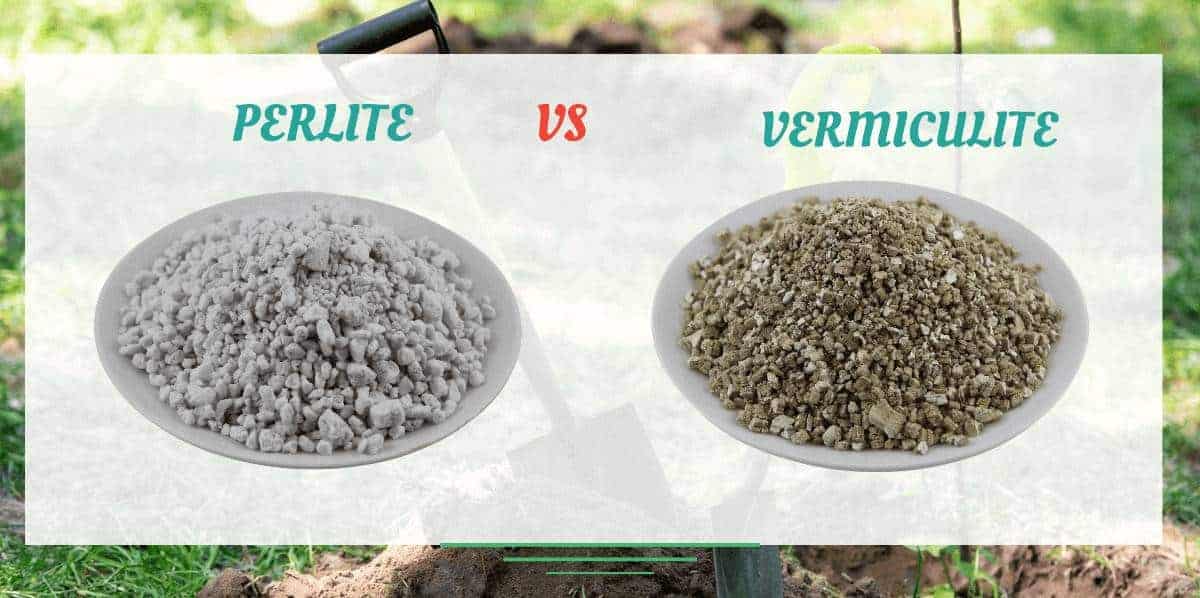 perlite vs vermiculite difference