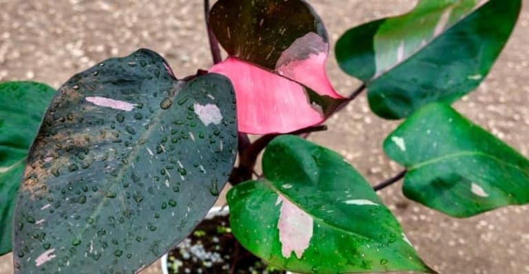Pink Princess Philodendron: The Ultimate Guide to Plant, Grow, and  Care