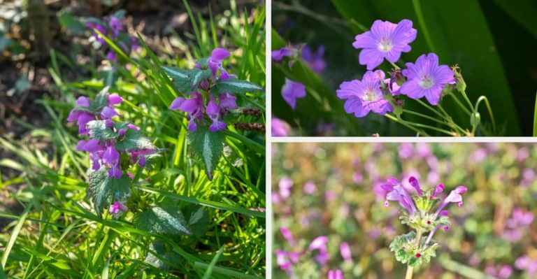 Purple Flower Weed: How to Identify With Pictures and Remove