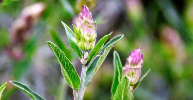 What Does Sage Smell Like? – Everything You Have to Know About it