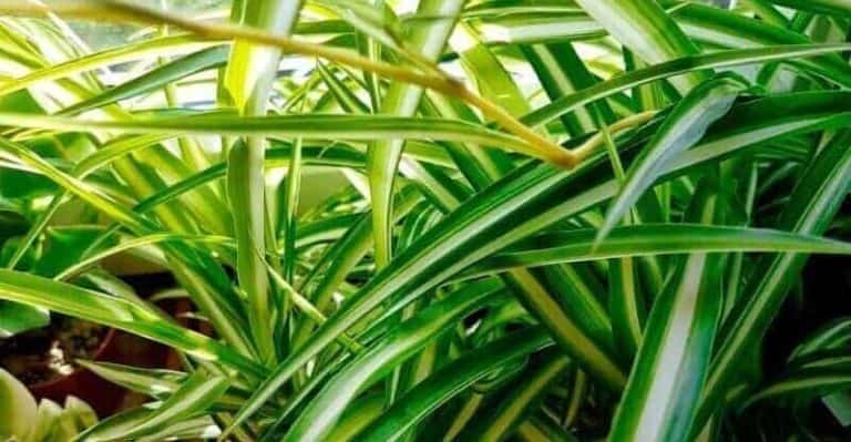 Spider Plant: The Ultimate Guide to Plant and Care