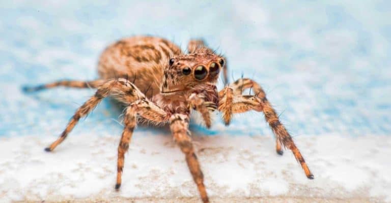21 Natural Ways To Keep Spiders Out of Your Home Permanently