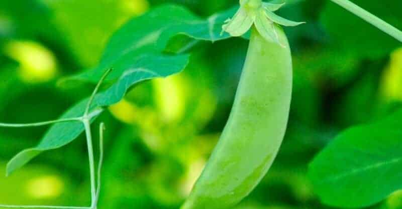 start growing sugar snap peas