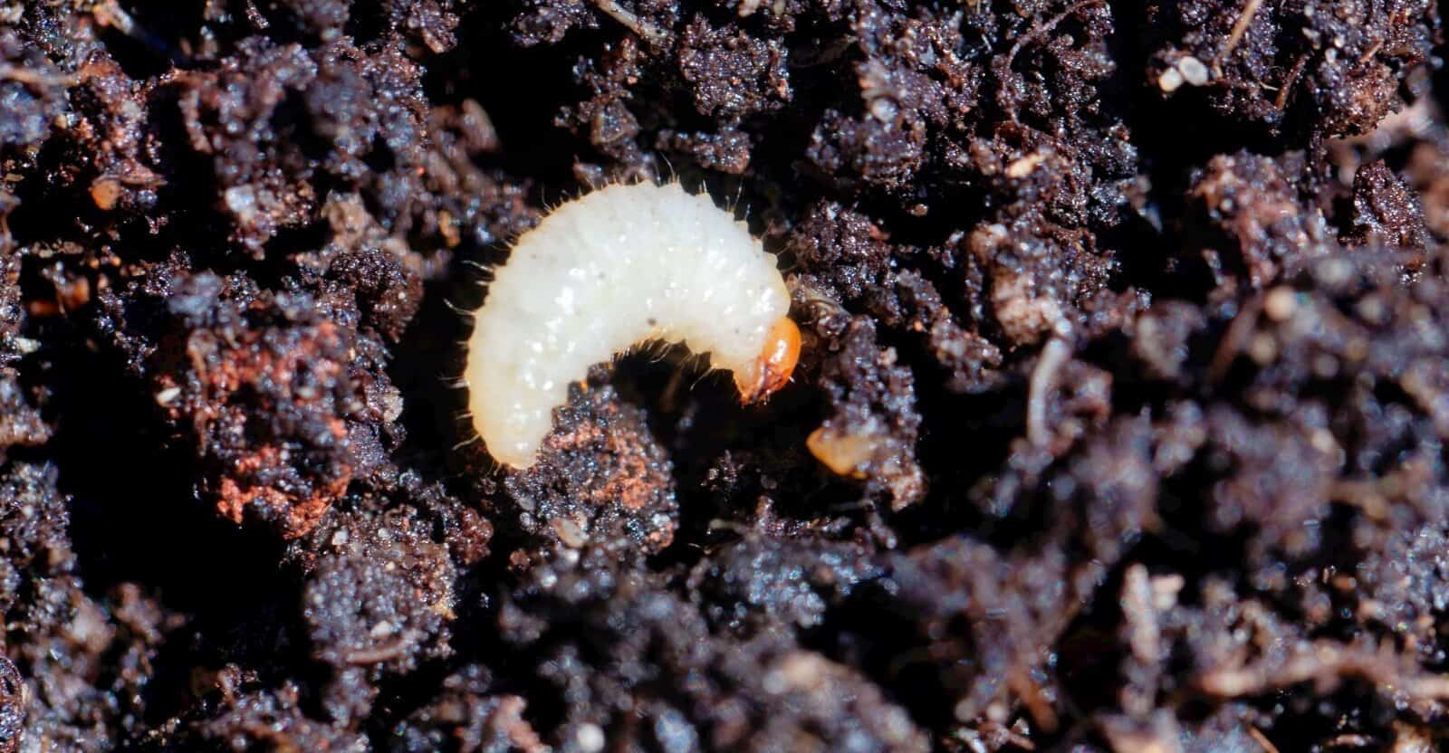 tiny white bug in soil
