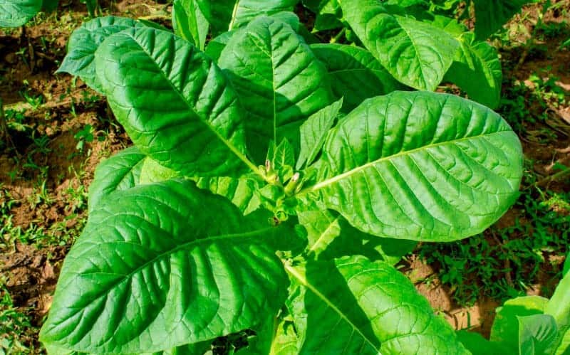 tobaccoo plant