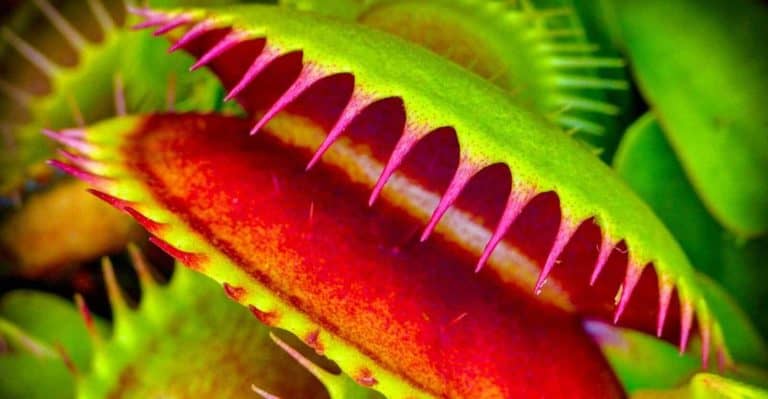 Venus Flytrap Care: The Ultimate Guide to Effortless Care