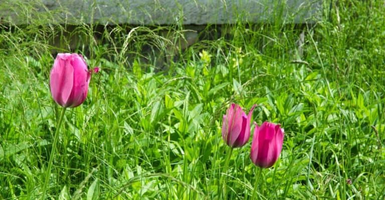 How to Kill Weeds in Flower Beds without Harming Lawn