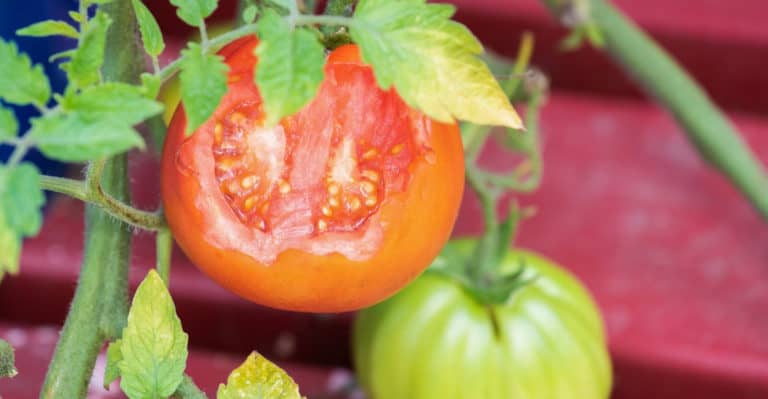 What Is Eating My Tomatoes? (And How to Protect It)