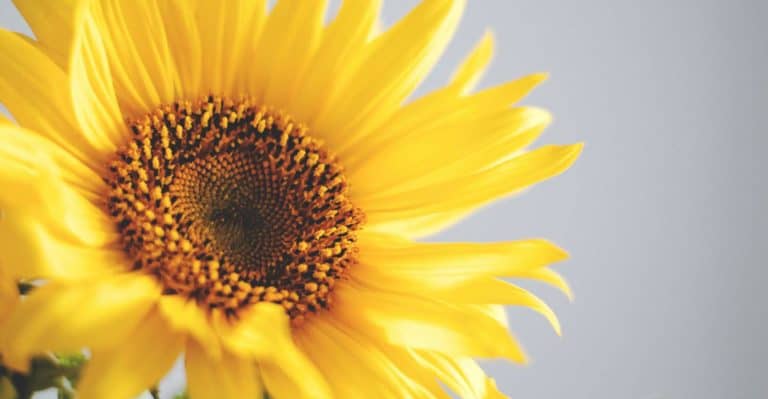 Why is a Sunflower Yellow? (And Tips for Caring it)