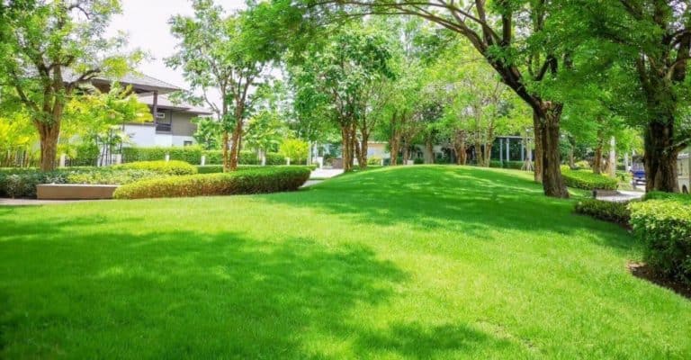 Zoysia Grass: Everything You Need to Know to Grow and Care