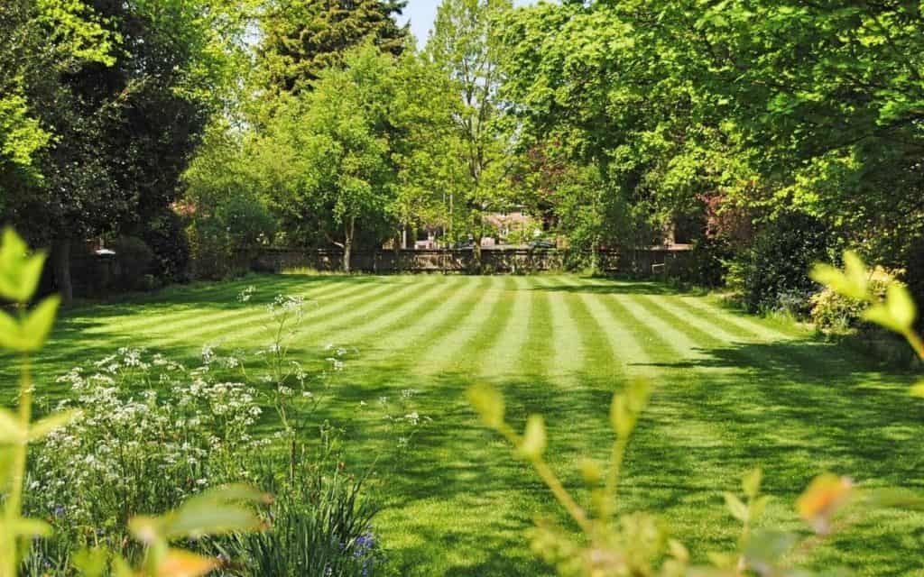 beautiful lush green lawn