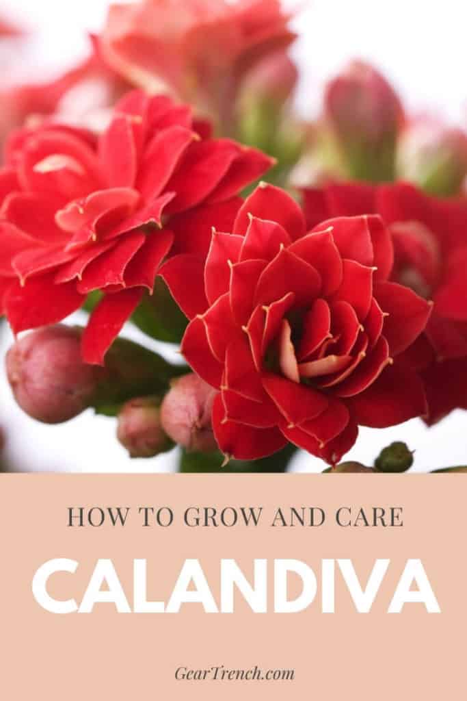 calandiva flower grow and care