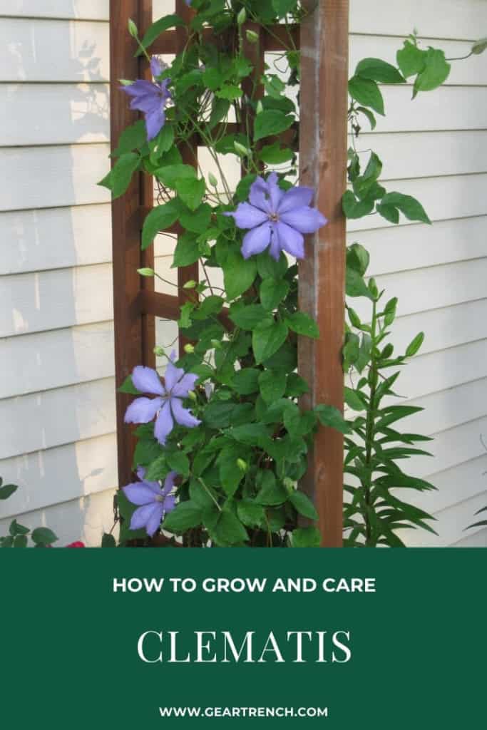 clematis growing and care