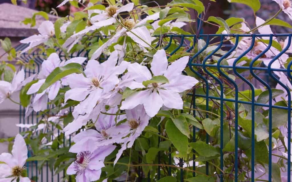clematis growing on vine