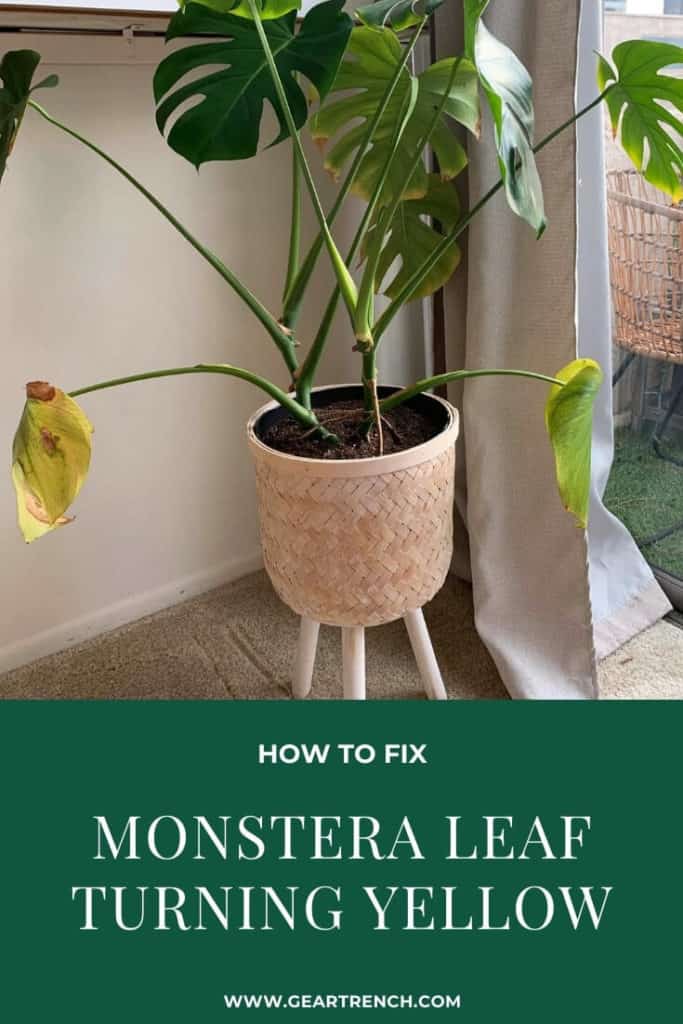 how to fix monstera leaf turning yellow