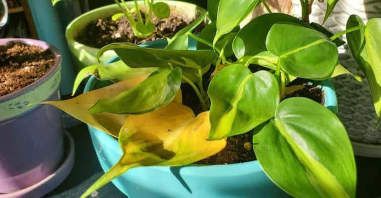 How to Stop Monstera Leaves Turning Yellow