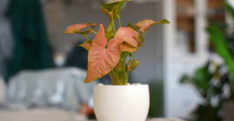 Pink Syngonium Care Guide for Thriving Growth!